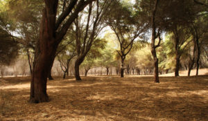 Bosque seco de la Universidad de Piura