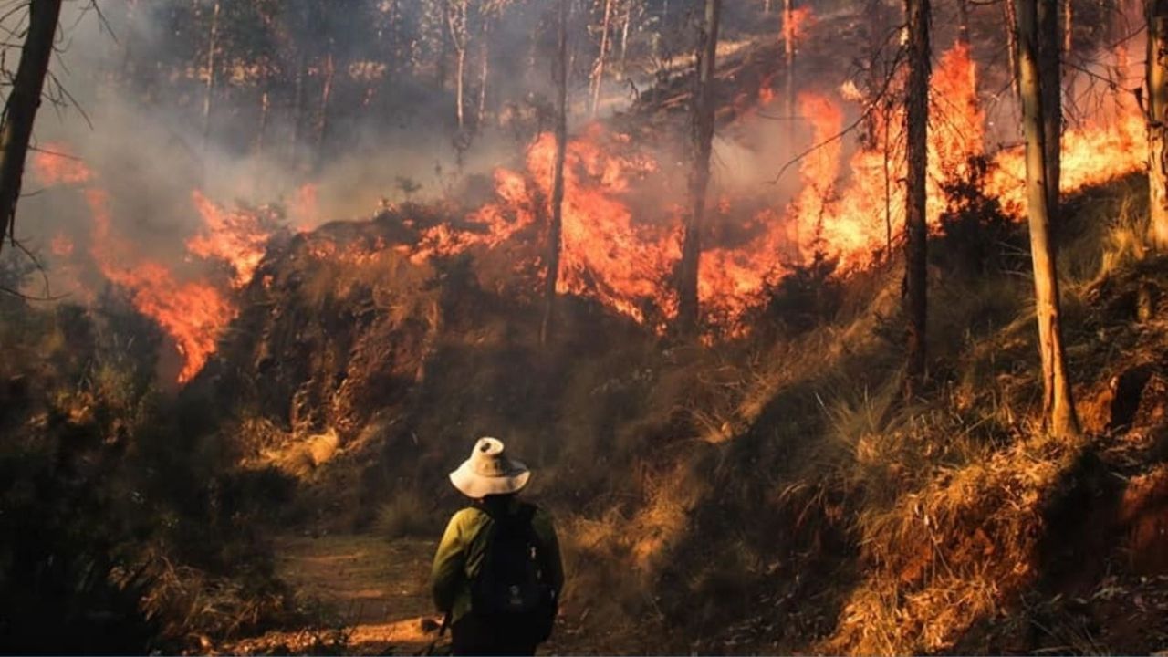 Incendios forestales: impactos en la biodiversidad » UDEP Hoy